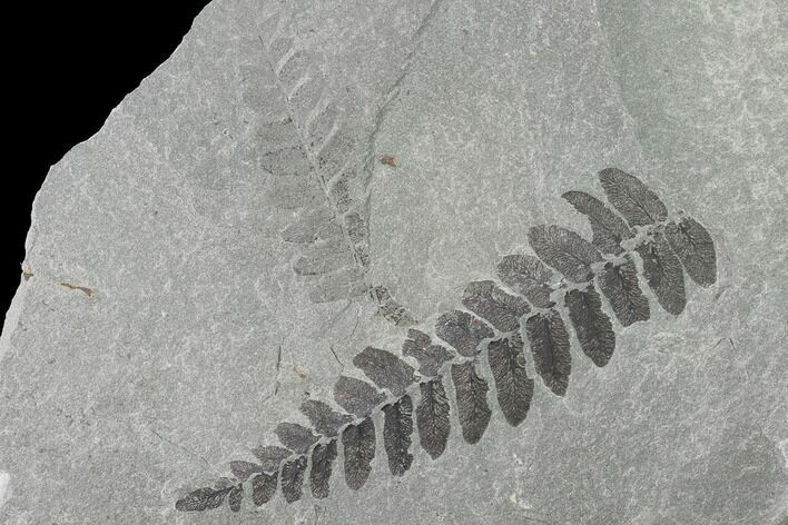Pennsylvanian Fossil Fern (Neuropteris) Plate - Kentucky #142432